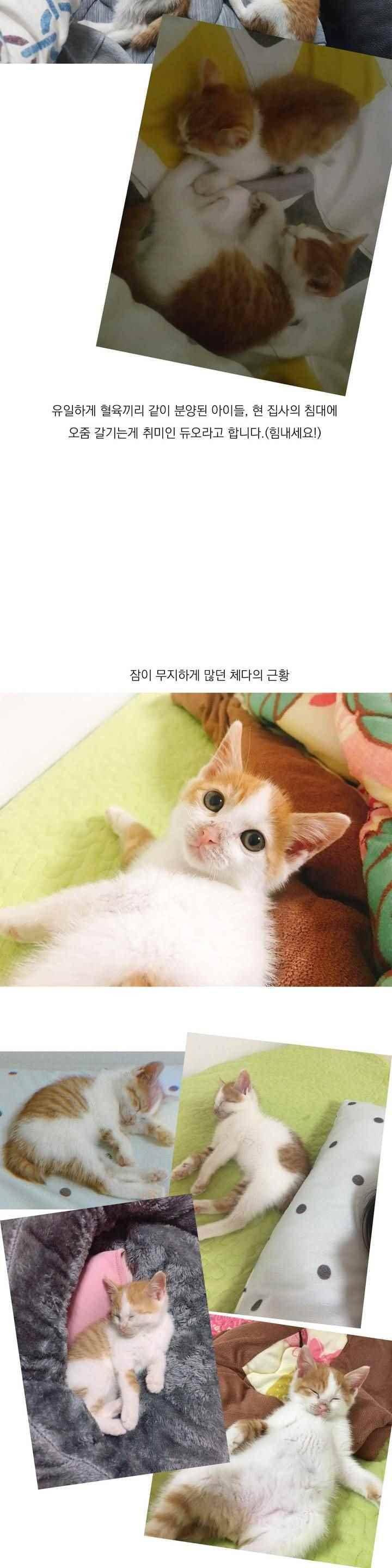 바나나툰 45화 23