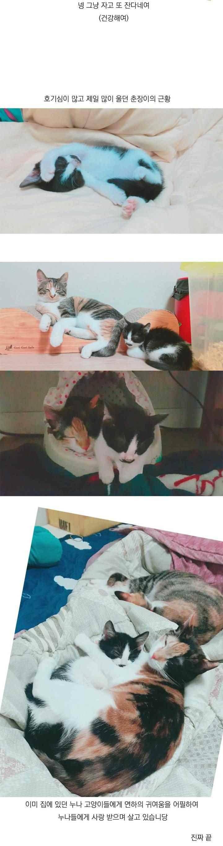 바나나툰 45화 24