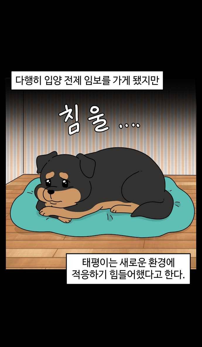 노곤하개 시즌4 58화 유기동물 쉼터 이야기 (3) 5