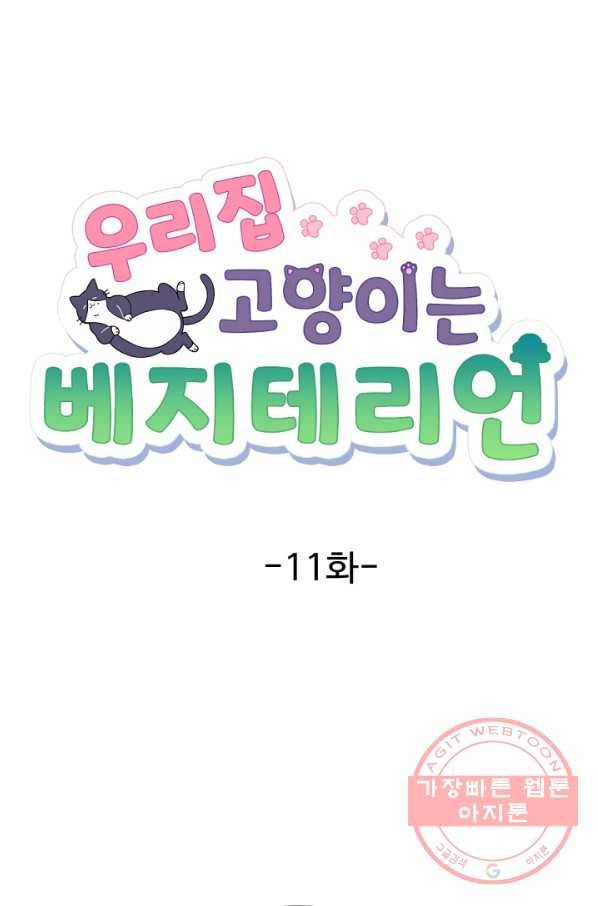 우리집 고양이는 베지테리언 신발이 얼룩진 이유 8