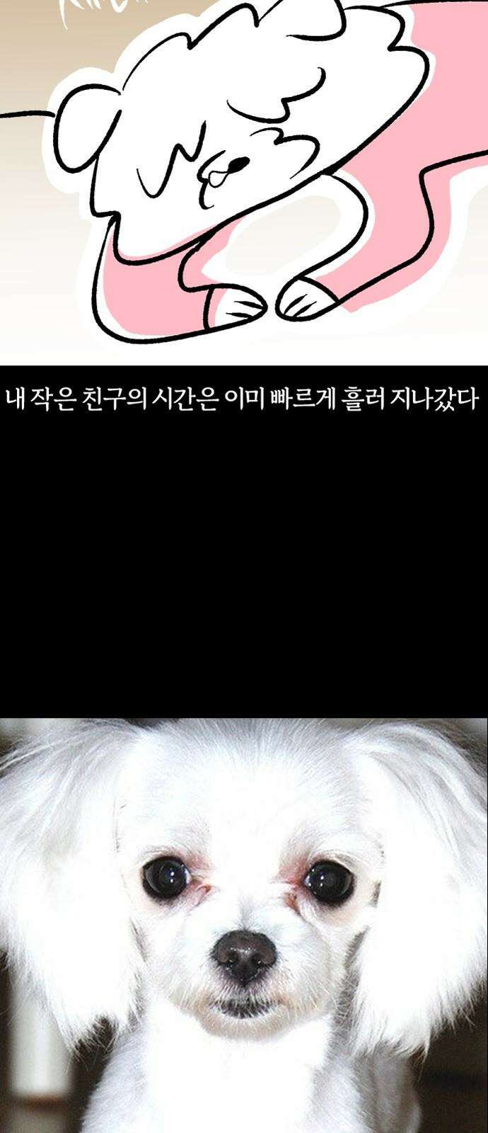 개집사 44화: 나의 작은 친구 19