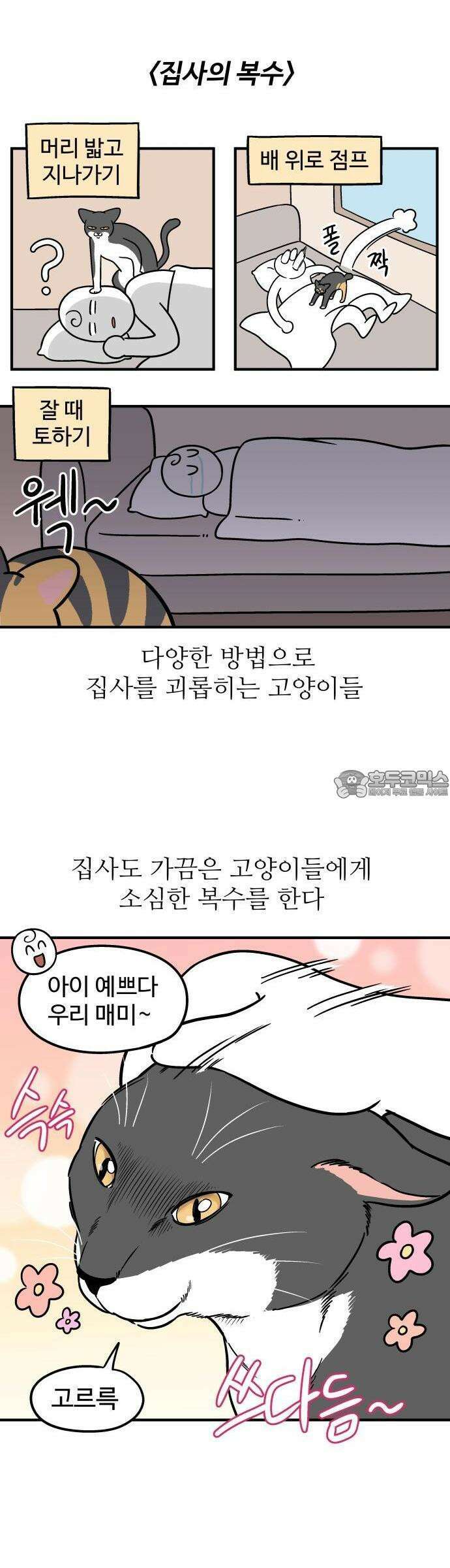 노곤하개 쇼츠 고양이는 예민해 5
