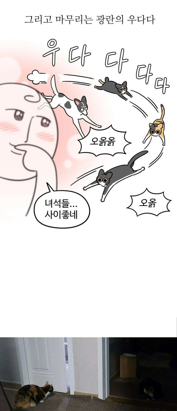 노곤하개 쇼츠 장난을 좋아하는 고양이 5