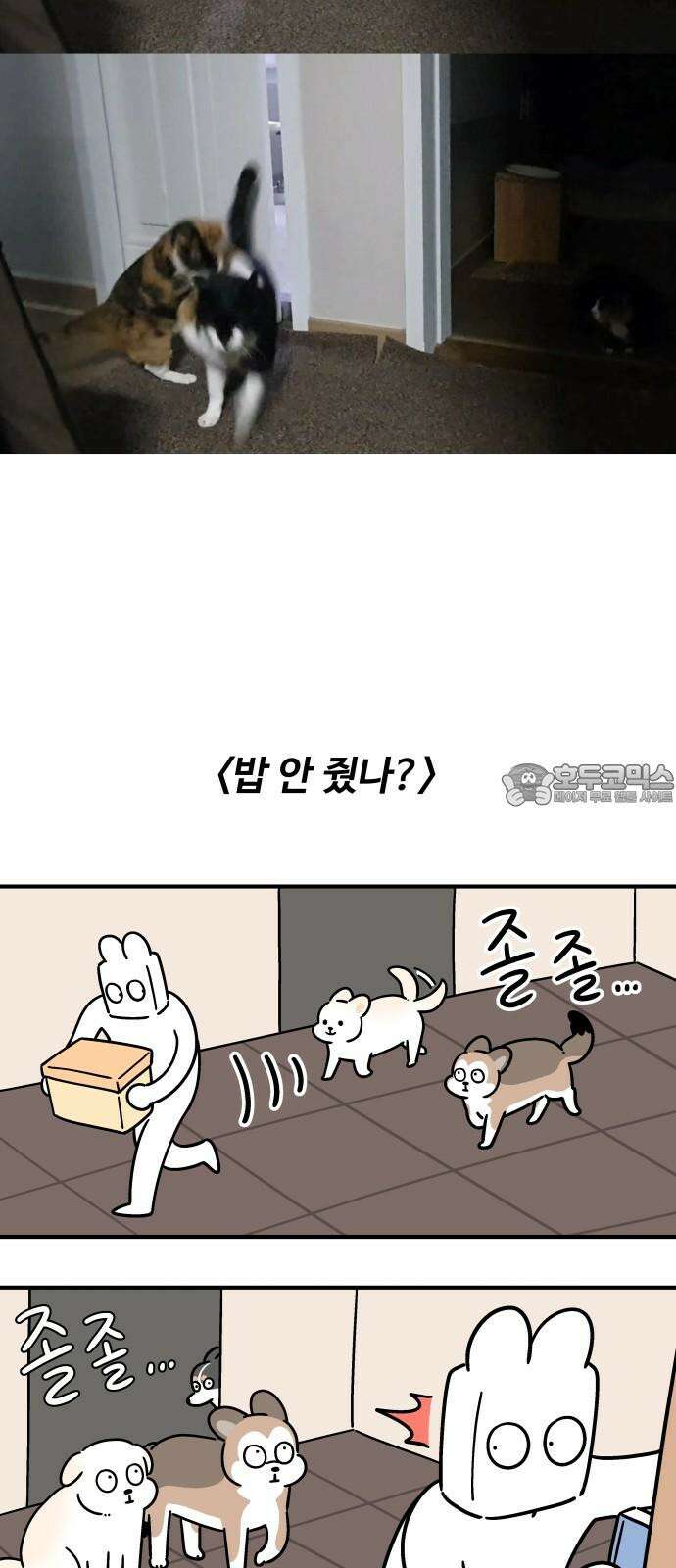 노곤하개 쇼츠 장난을 좋아하는 고양이 6