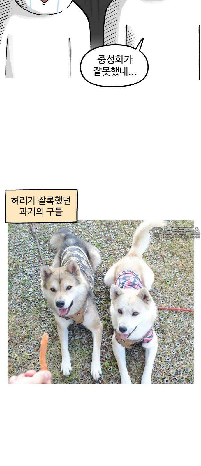 노곤하개 쇼츠 장난을 좋아하는 고양이 12