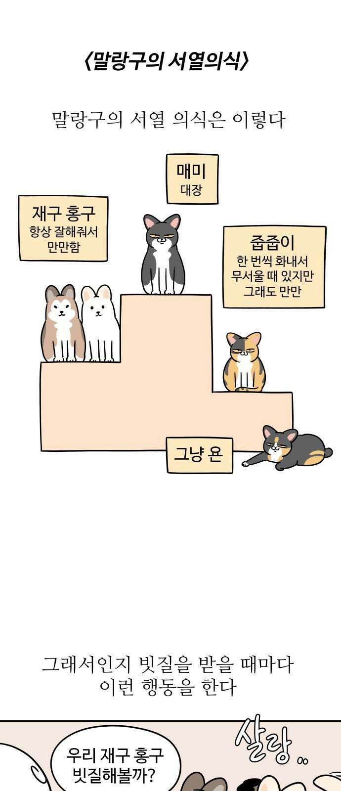 노곤하개 쇼츠 말랑구의 서열의식 2