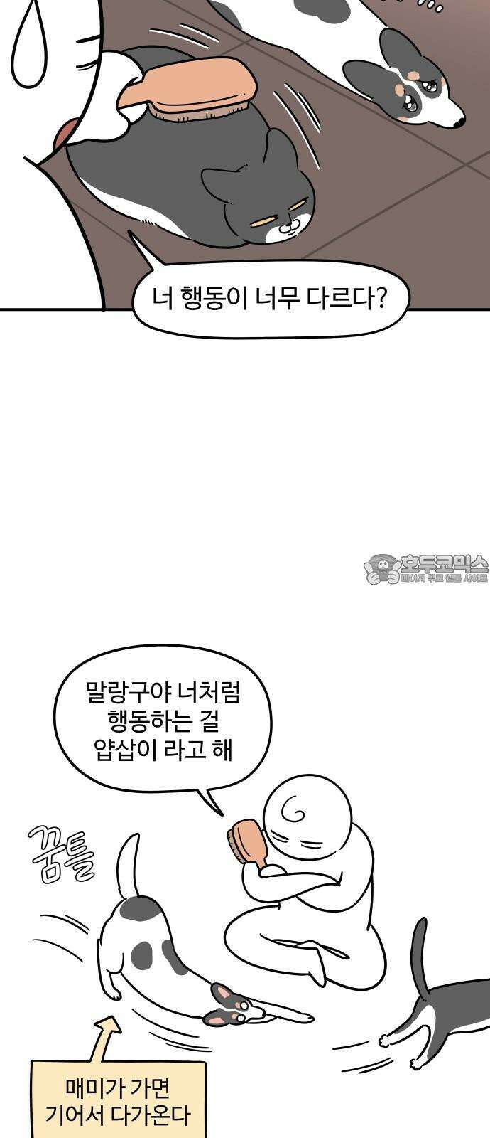노곤하개 쇼츠 말랑구의 서열의식 6