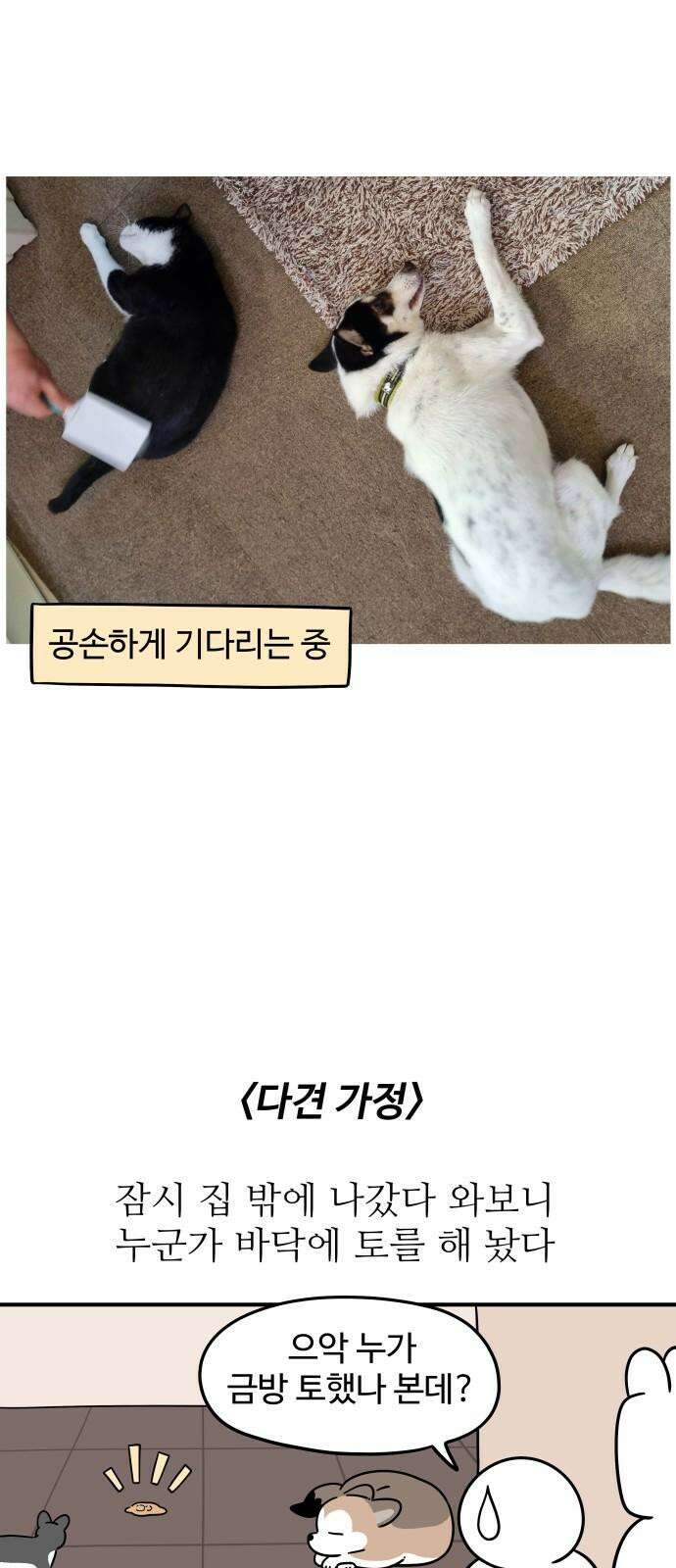 노곤하개 쇼츠 말랑구의 서열의식 8