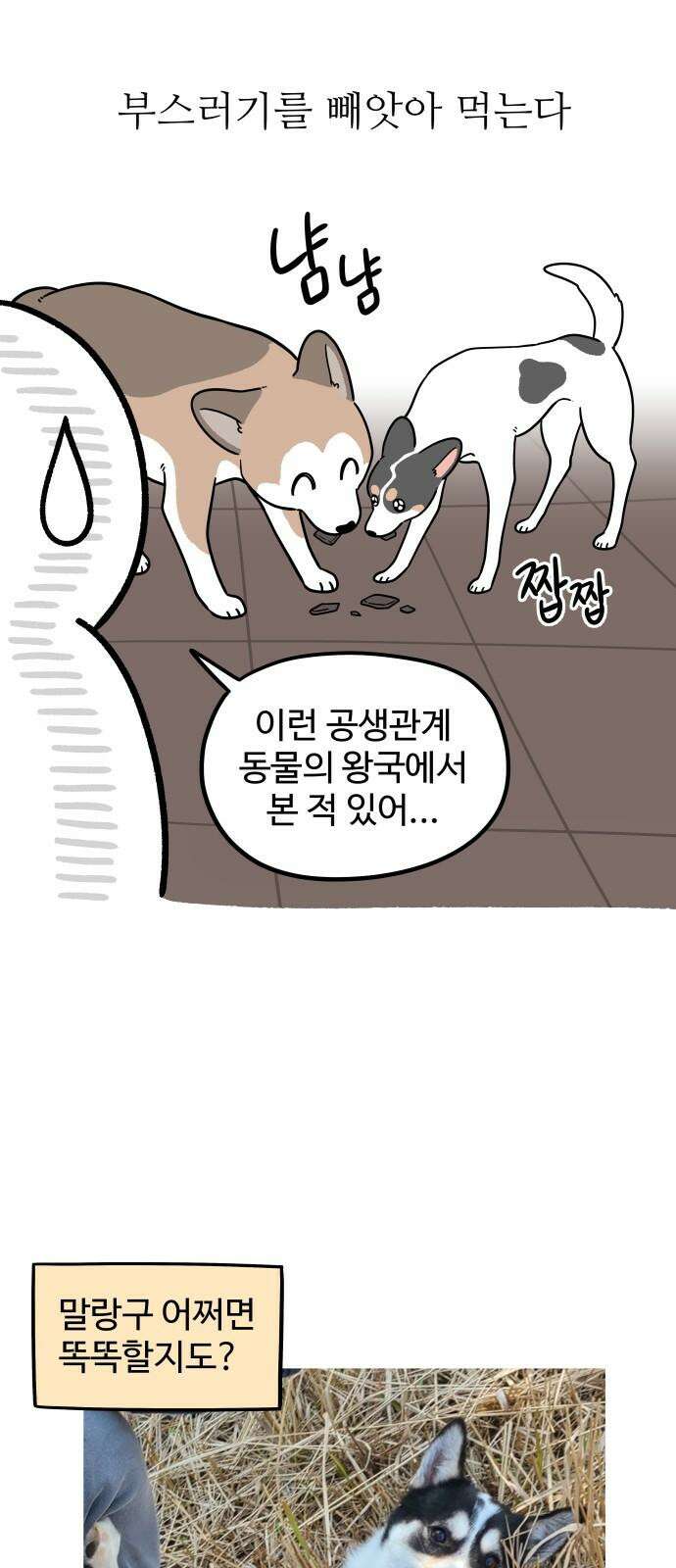 노곤하개 쇼츠 똑똑한 말랑구 5