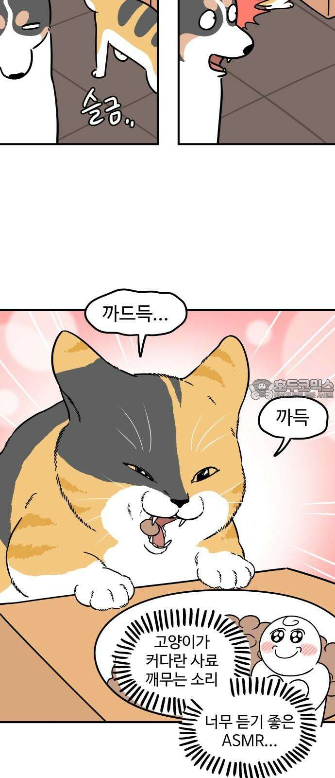 노곤하개 쇼츠 똑똑한 말랑구 12