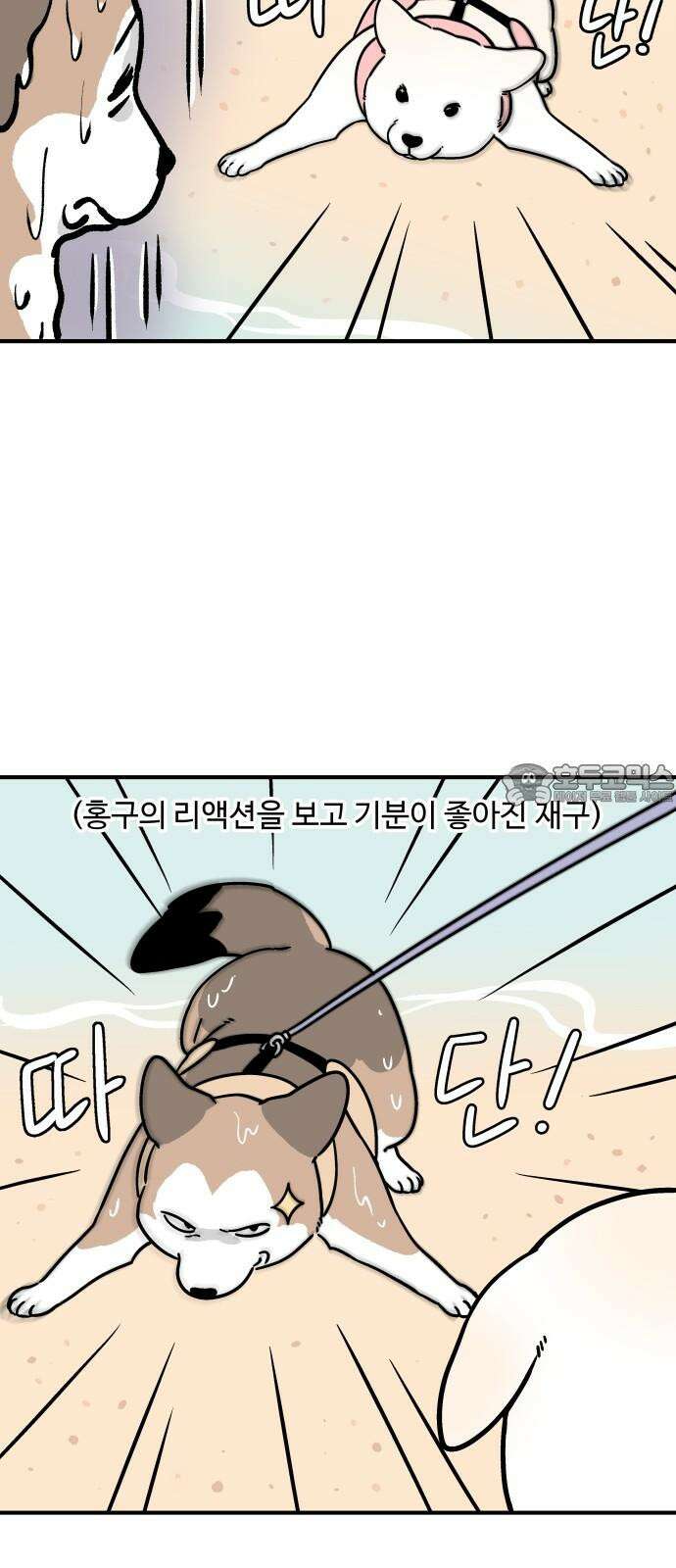 노곤하개 쇼츠 물고기가 좋은 강아지 9