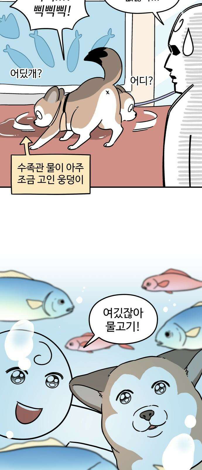 노곤하개 쇼츠 물고기가 좋은 강아지 14