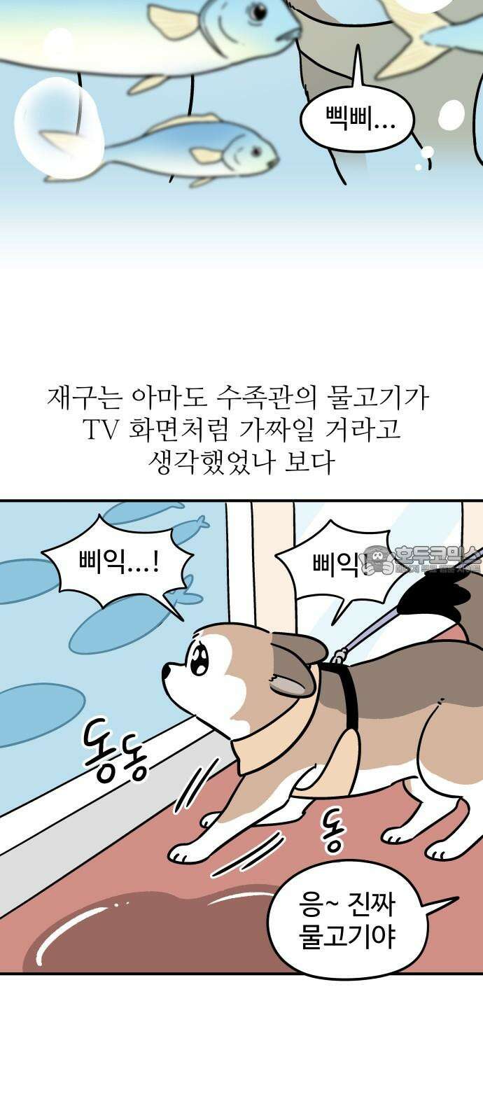 노곤하개 쇼츠 물고기가 좋은 강아지 15