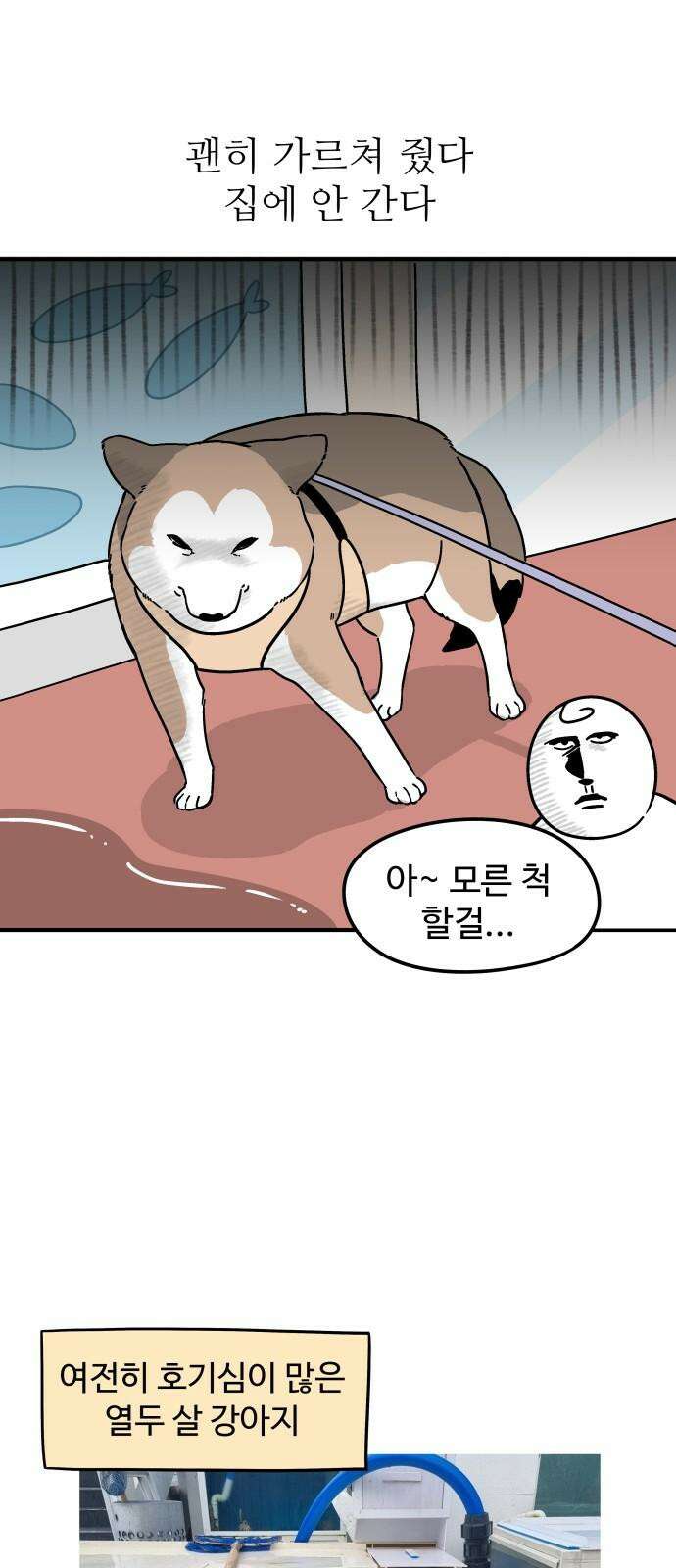 노곤하개 쇼츠 물고기가 좋은 강아지 16