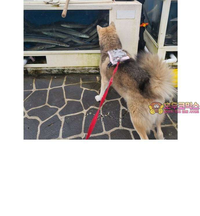노곤하개 쇼츠 물고기가 좋은 강아지 17