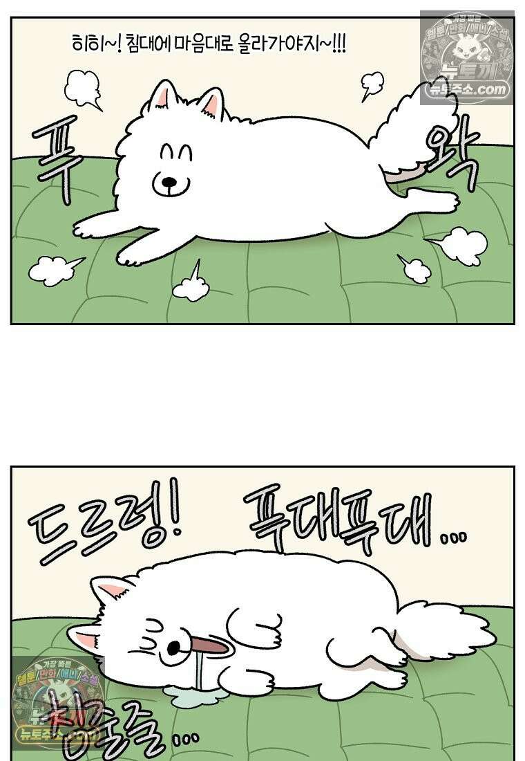 극한견주 시즌2 41화 몰래침대 18