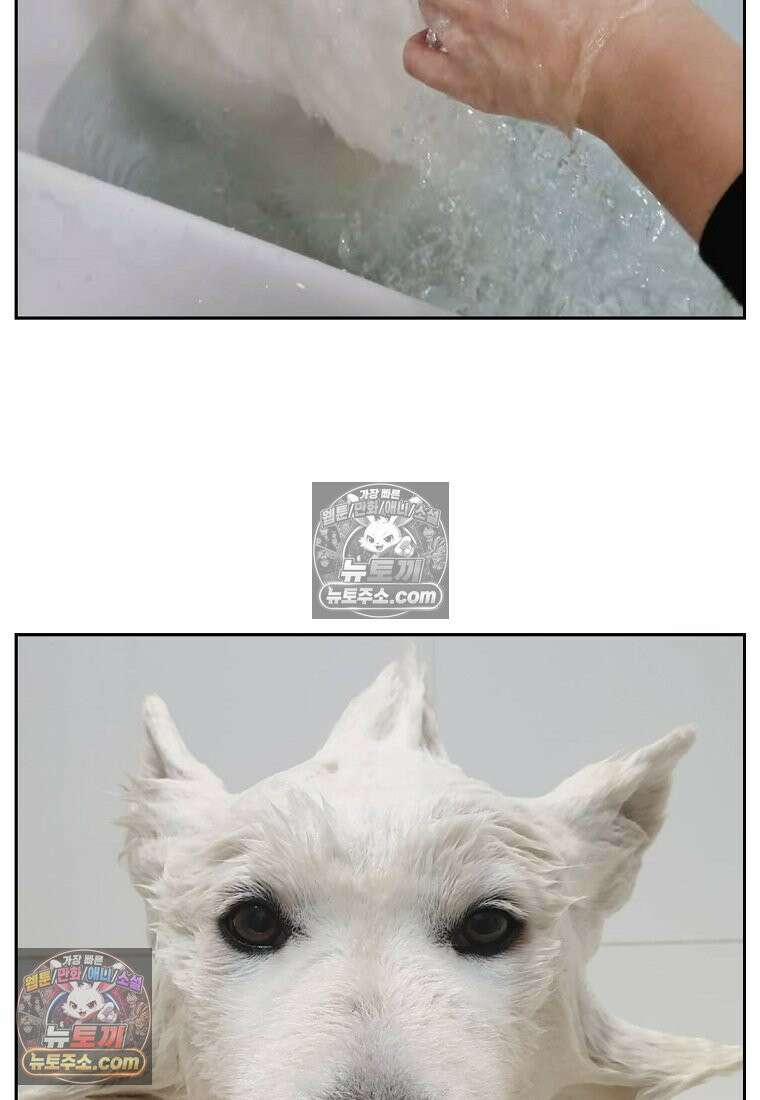 극한견주 시즌2 85화 탕목욕하기 24