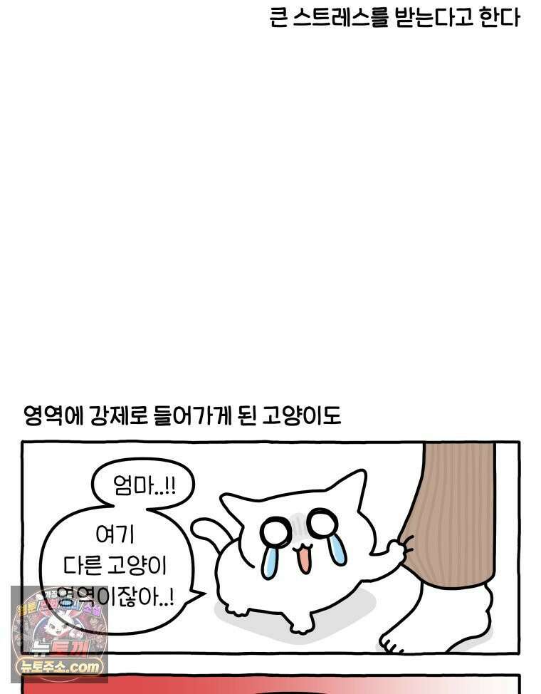 먼지 덩어리 짱덕 63． 고양이 임시보호 12