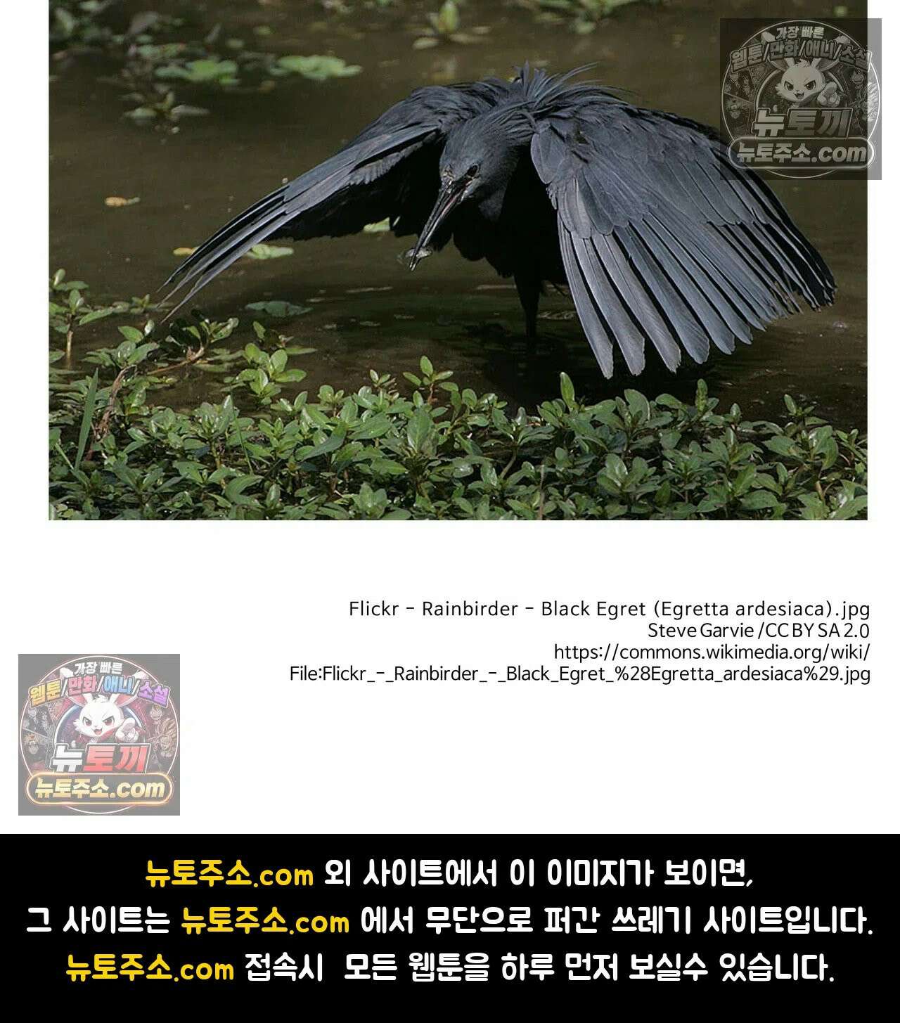 이 무슨 대자연인가 68화 - 검은 해오라기 25