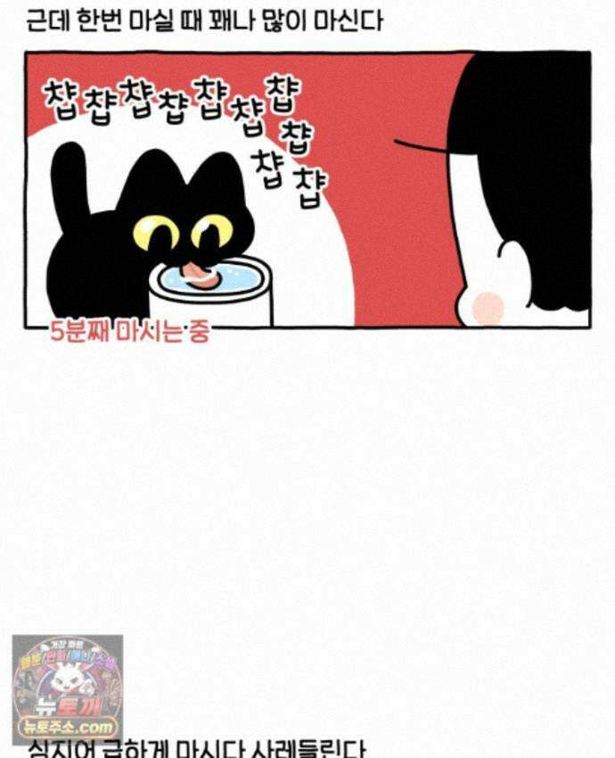 먼지 덩어리 짱덕 73． 물 마시는 고양이 8