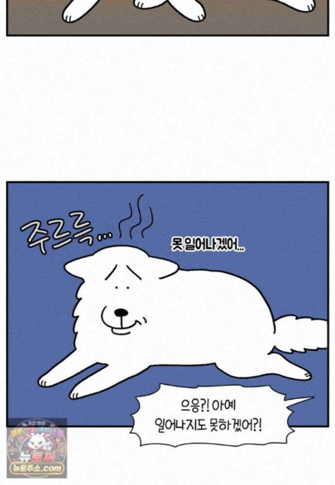 극한견주 시즌2 145화 다리가 아픈 개 9