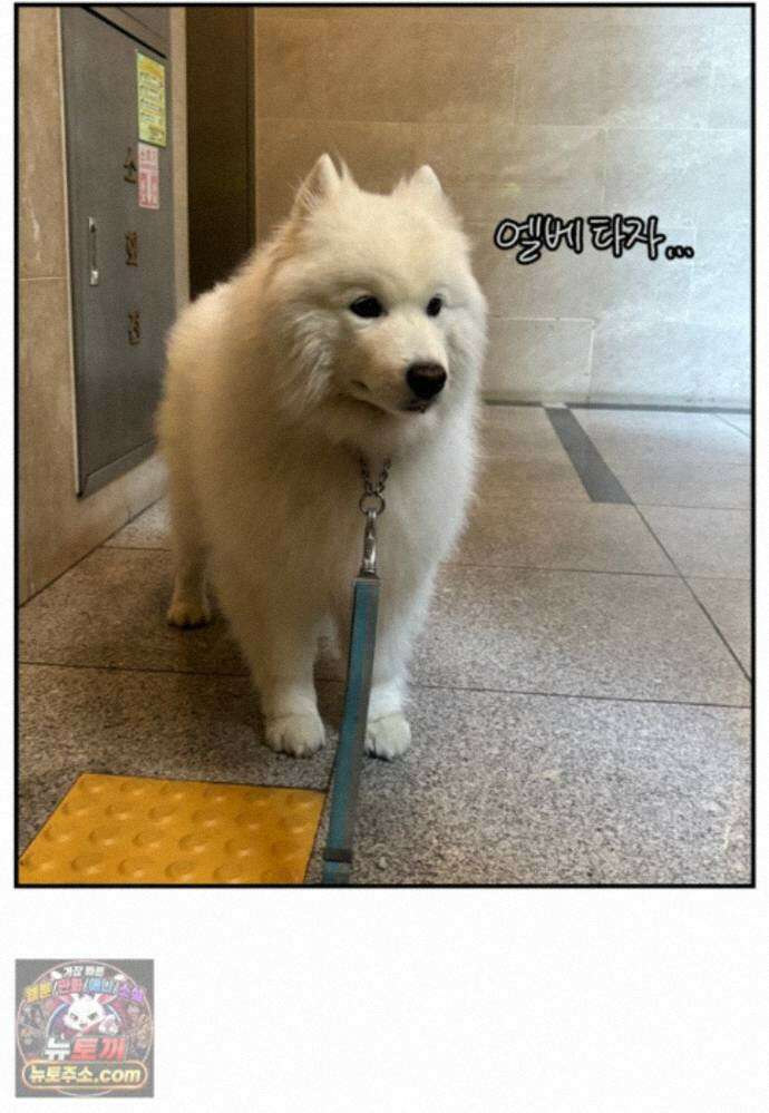 극한견주 시즌2 146화 돌아온 우끼빡기 25