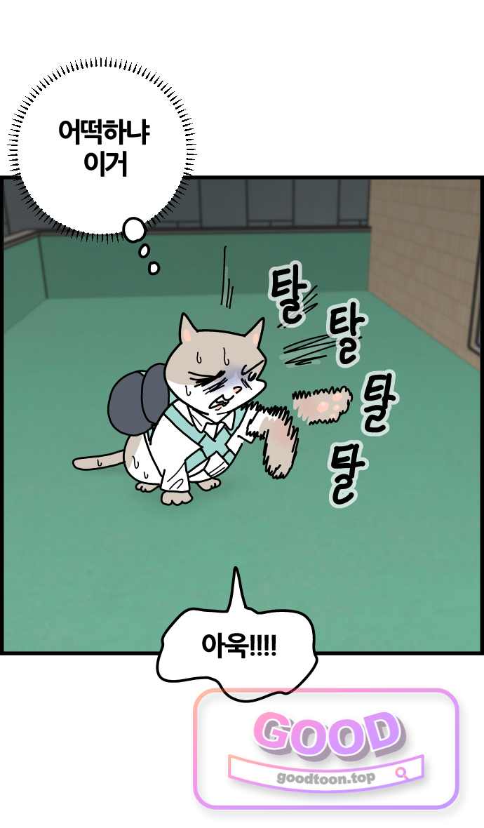사회초년캣 42화 사고 1
